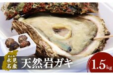 【冷蔵便】生食可能！ 氷見産 天然岩ガキ 1.5kg（3-5個入） 