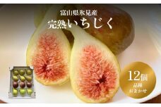 くまなし長谷川果樹園のいちじく 12個  | いちじく 無花果 イチジク 果物 フルーツ 新鮮 食べ比べ 完熟 国産 農家直送 旬 採れたて 生いちじく 期間限定 富山 氷見