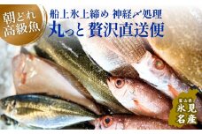 氷見港朝獲れ高級魚！丸っと贅沢直送便！ | 船上氷上締め 鮮魚ボックス