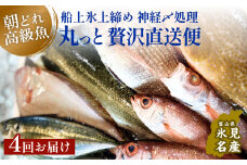 【隔月4回定期便】氷見港朝獲れ高級魚！丸っと贅沢直送便！ | 船上氷上締め 鮮魚ボックス 神経〆処理 詰め合わせ 鮮魚セット