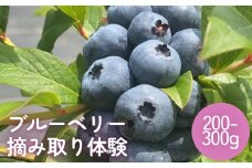 ブルーベリー摘み取り体験 小2パック（200~300グラム程度） 富山県 氷見市 摘み取り 体験 ブルーベリー