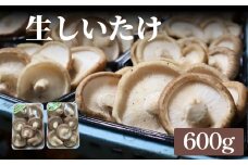 生しいたけ 約600g 