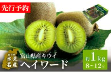 富山県産キウイ（ヘイワード）約1kg（８～12玉）  | 国産 数量限定 グリーンキウイ 富山 氷見 果物 フルーツ キウイ