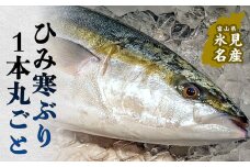 ひみ寒ぶり1本丸ごと 富山県 氷見 寒鰤 鮮魚