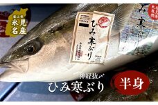 〈期間限定〉ひみ寒ぶり朝どれ 半身（神経抜〆8～10kgの半分）【半七】※配送地域限定