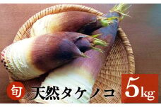 富山県産 旬の 天然 タケノコ 5kg 朝掘り 採れたて発送 ＜農薬・化学肥料・除草剤不使用＞ 