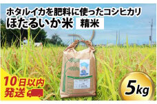 【訳あり】ほたるいか米（精米５kg）【通年発送】 【訳あり 米 コシヒカリ こしひかり ほたるいか ホタルイカ お米 ブランド米 富山 滑川】
