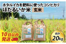 【訳あり】ほたるいか米（玄米20kg）【通年発送】 【訳あり 米 コシヒカリ こしひかり ほたるいか ホタルイカ お米 ブランド米 富山 滑川】
