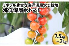 【先行予約】【期間限定】海洋深層水トマト / ミニトマト ミディトマト 海洋 深層水 ミネラル 1.5kg 2kg 甘い 大容量 たっぷり