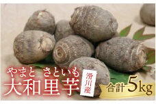 【先行予約】さといも　大和里芋（やまと）5kg【2025年11月上旬より順次発送予定】 | 野菜 芋 イモ 根菜 いも 煮物 旬 味覚 秋