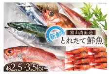[№5313-0006]魚 富山湾直送 とれたて鮮魚セット 約2.5～3.5kg 旬 新鮮 鮮魚 詰め合わせ 産地直送 冷蔵/くろべ漁業協同組合 魚の駅「生地」/富山県 黒部市