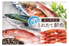 [№5313-0007]魚 富山湾直送 とれたて鮮魚セット 約3.5kg 旬 新鮮 鮮魚 詰め合わせ 産地直送 冷蔵/くろべ漁業協同組合 魚の駅「生地」/富山県 黒部市