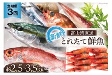[№5313-0009]定期便 魚 富山湾直送 とれたて鮮魚セット 約2.5～3.5kg×3回 旬 新鮮 鮮魚 詰め合わせ 産地直送 冷蔵 / くろべ漁業協同組合 魚の駅「生地」/ 富山県 黒部市