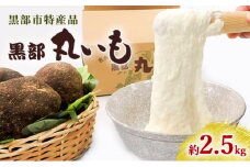 [№5313-0361]【黒部市特産品！】黒部丸いも 約2.5kg/富山県黒部市