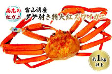 [№5313-0413]厳選! 高志の紅ガニ 富山湾産タグ付き特大紅ズワイガニ 1kg以上 富山県黒部市/ カニ 贈答 自分にご褒美 漁師直販 恵比須丸