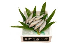 生粋の庄川鮎（150ｇ）
