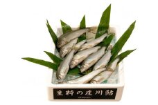 生粋の庄川鮎（300ｇ）