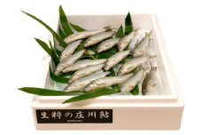 生粋の庄川鮎（500ｇ）