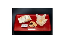 峠の餅 24個入【1284904】