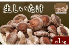 生椎茸約1キログラム箱入り【1288310】
