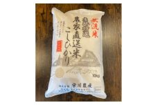 ＜令和6年産＞慣行栽培コシヒカリ(無洗米)　精米　10kg【1570274】