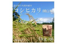 ＜新米先行受付 2025年10月上旬～順次発送＞令和7年富山県産「コシヒカリ」(精米)5kg×1袋【1656079】