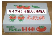 甘柿　太秋柿4L×8個入（2.45kg以上） 白箱入り【2024年10月20日以降発送】