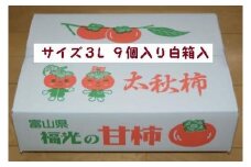 甘柿　太秋柿3L×9個入（2.25kg以上） 白箱入り【2024年10月20日以降発送】
