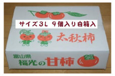 甘柿　太秋柿3L×9個入（2.25kg以上） 白箱入り【2025年10月17日頃より発送】