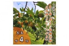 【入手困難！】干し柿・吊るし柿用渋柿「三社柿（さんじゃがき）」約4kg