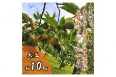【入手困難！】干し柿・吊るし柿用渋柿「三社柿（さんじゃがき）」約10kg
