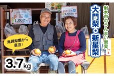 梨 射水の鳥越梨園から直送!【大門梨（新星梨）】3.7kg 果物 フルーツ なし 北陸 富山 ※2025年9月中旬～2025年9月下旬頃に順次発送いたします