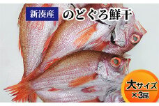 【新湊産】のどぐろ鮮干し（大サイズ3尾）