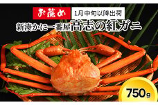 【1月中旬以降出荷】新湊かに一番屋【お薦め】高志の紅ガニ750g ズワイガニ 紅ずわいがに カニ 蟹 富山県 射水市