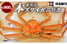 【伍右衛門】[特選]新湊産本ズワイガニ約900g｜海の幸 海鮮 お祝い 集まり メニュー 冬の味覚 茹でたて 新鮮 国産 富山県産 ※離島への配送不可 ※2025年11月上旬～2026年3月中旬頃 ※発送まで1か月以上かかる場合があります。