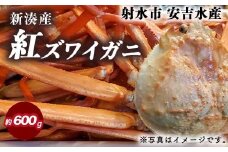 【おすすめ】紅ズワイガニ 約600g【安吉水産】｜ずわい蟹 ずわいガニ ズワイガニ 紅ズワイガニ 約600g ※離島への配送不可 ※2025年9月中旬～2026年3月下旬頃に順次発送予定 ※発送まで1か月以上かかる場合があります。