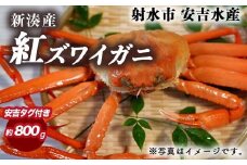 【おすすめ】紅ズワイガニ 約800g（安吉タグ付き）【安吉水産】｜ずわい蟹 ずわいガニ ズワイガニ 紅ズワイガニ 約800g ※離島への配送不可 ※2025年9月中旬～2026年3月下旬頃に順次発送予定 ※発送まで1か月以上かかる場合があります。