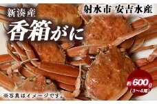 【特選】香箱がに 3～4尾（計約600g）【安吉水産】｜蟹 カニ ※離島への配送不可 ※2025年11月上旬～12月中旬頃に順次発送予定 ※発送まで1か月以上かかる場合があります。