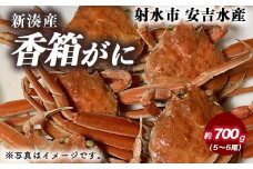 香箱がに 5～6尾（計約700g）【安吉水産】｜蟹 カニ ※離島への配送不可 ※2025年11月上旬～12月中旬頃に順次発送予定 ※発送まで1か月以上かかる場合があります。