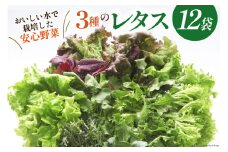 富山のおいしい水で生産した安心野菜（12袋）[北陸機材 富山県 舟橋村 57050150] 野菜 野菜セット フラワーリーフ フリルレタス マルチレタス 水耕栽培