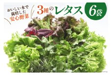 富山のおいしい水で生産した安心野菜（6袋） / 北陸機材 / 富山県 舟橋村 [57050100] 野菜 野菜セット フラワーリーフ フリルレタス マルチレタス 水耕栽培