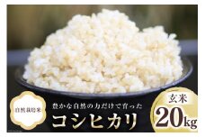 米 富山県産 自然栽培米 コシヒカリ 玄米 20kg (10kg×2袋)  [ 3ways 富山県 上市町 32280147 ] お米 コメ ご飯 ごはん 玄米ご飯 玄米ごはん こしひかり