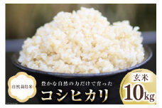 米 富山県産 自然栽培米 コシヒカリ 玄米 10kg×1袋  [ 3ways 富山県 上市町 32280146 ] お米 コメ ご飯 ごはん 玄米ご飯 玄米ごはん こしひかり