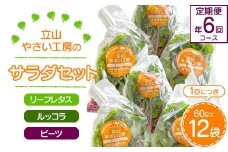 ＜定期便＞立山やさい工房のサラダセット 定期便年6回コース 各60g×12袋 ＜全6回＞ 定期便 6ヶ月連続 農薬不使用 水耕栽培 新鮮 野菜 サラダ 小分け リーフレタス ルッコラ ビーツ セット 冷蔵 国産 食品 立山やさい工房  F6T-251