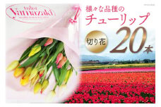 【期間限定発送】 チューリップ 切り花 20本 [チュリストやまざき 富山県 朝日町 34310462] 花 切花 生花 花束 プレゼント ギフト 農家 直送