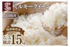 【期間限定発送】 3回 定期便 米 令和6年 特別栽培米 ミルキークイーン 精米 5kg ×3回 計 15kg [マッキーファーム 富山県 朝日町 34310321] お米 白米 美味しい 農家 直送
