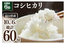 【期間限定発送】 6回 定期便 米 令和6年 コシヒカリ 精米 10kg ×6回 計 60kg [マッキーファーム 富山県 朝日町 34310319] お米 白米 こしひかり 美味しい 農家 直送