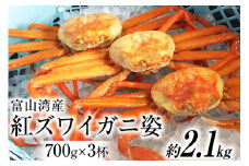 富山湾産 紅 ズワイガニ 姿 ボイル 約700g×3杯 [寺田鮮魚店 富山県 朝日町 34310446] かに カニ 蟹 かにみそ カニ味噌 蟹味噌 新鮮 冷蔵 朝捕れ