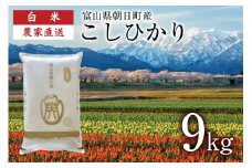 【期間限定発送】 米 令和7年産 こしひかり 精米 9kg [クリーンみず穂 富山県 朝日町 34310534] お米 コシヒカリ コメ 9キロ ご飯 ごはん 白米 産地直送 一等米 おこめ こめ