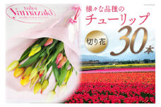【期間限定発送】 チューリップ 切り花 30本 [チュリストやまざき 富山県 朝日町 34310463] 花 切花 生花 花束 プレゼント ギフト 農家 直送
